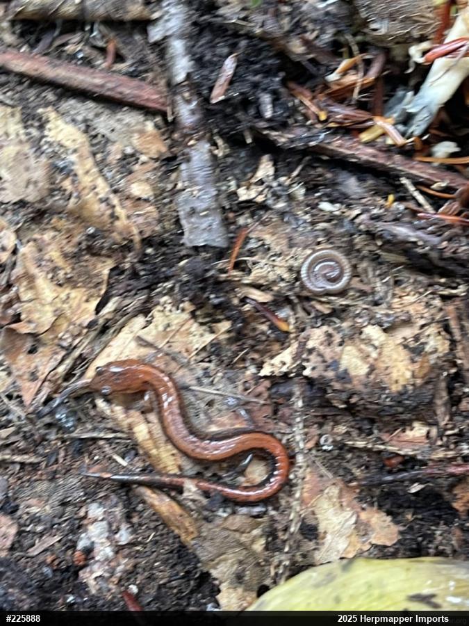 Eastern Red-backed  Salamander