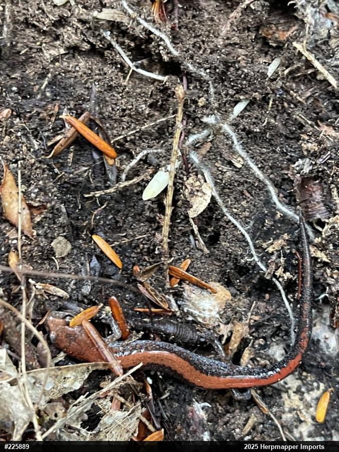 Eastern Red-backed  Salamander