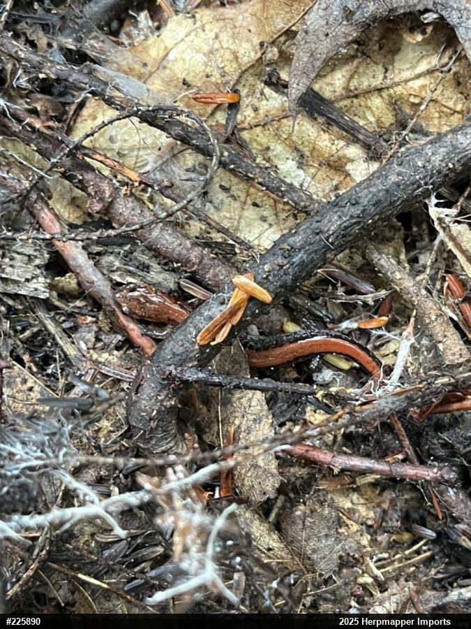 Eastern Red-backed  Salamander