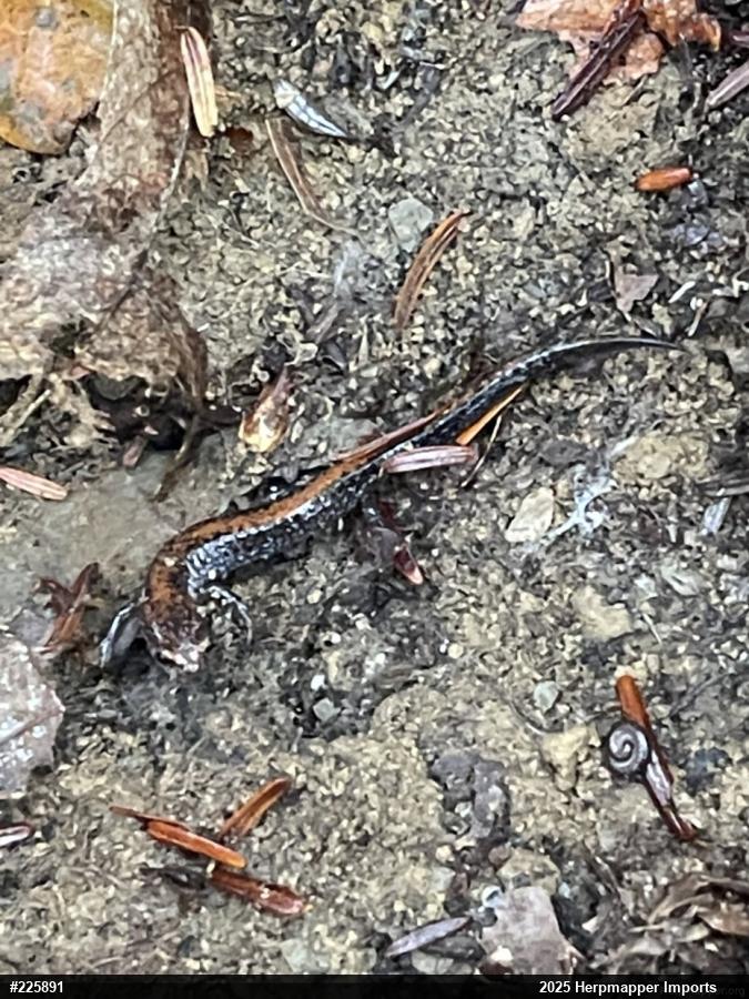 Eastern Red-backed  Salamander