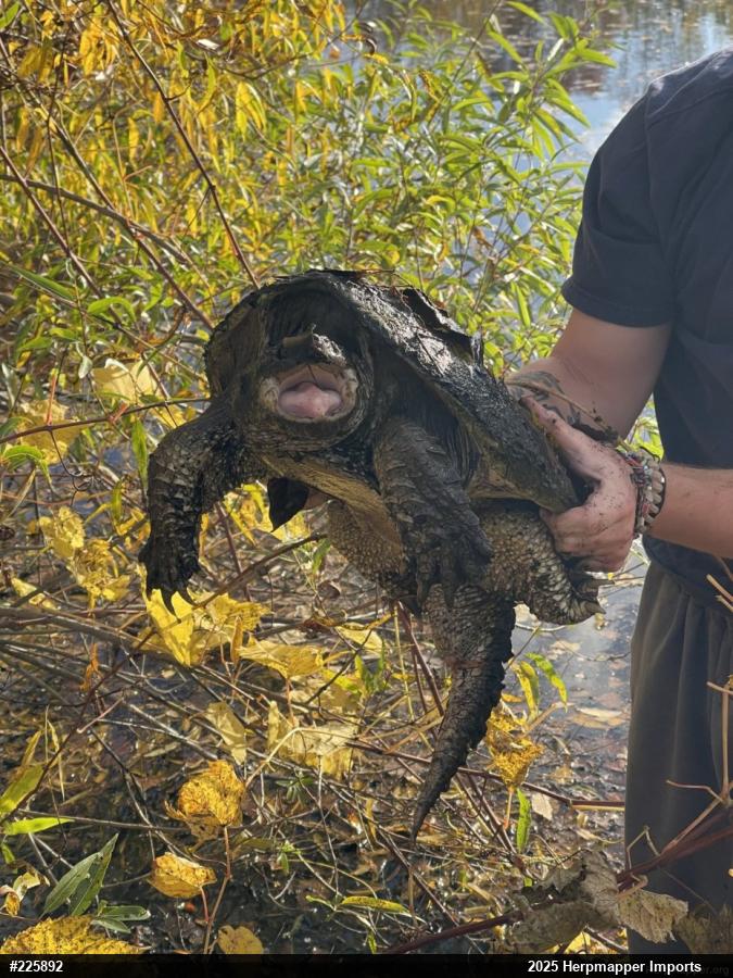 Snapping Turtle