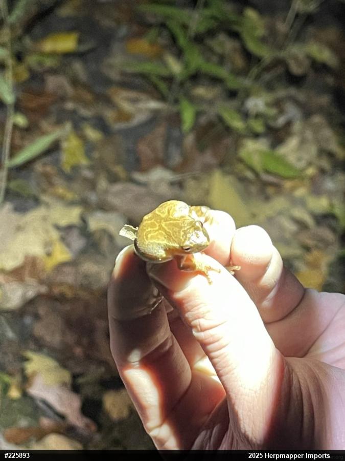 Spring Peeper