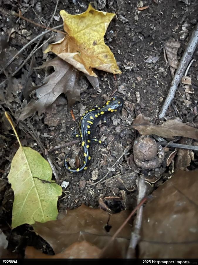 Spotted Salamander
