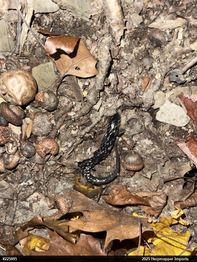 Northern Slimy Salamander