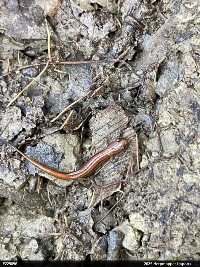 Allegheny Mountain Dusky Salamander