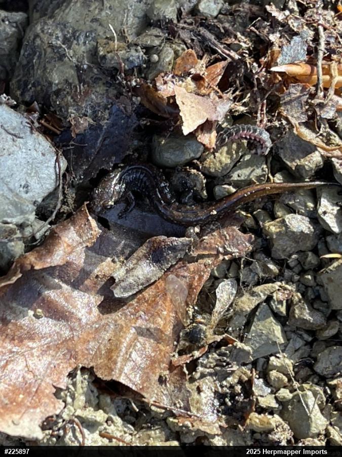 Northern Dusky Salamander