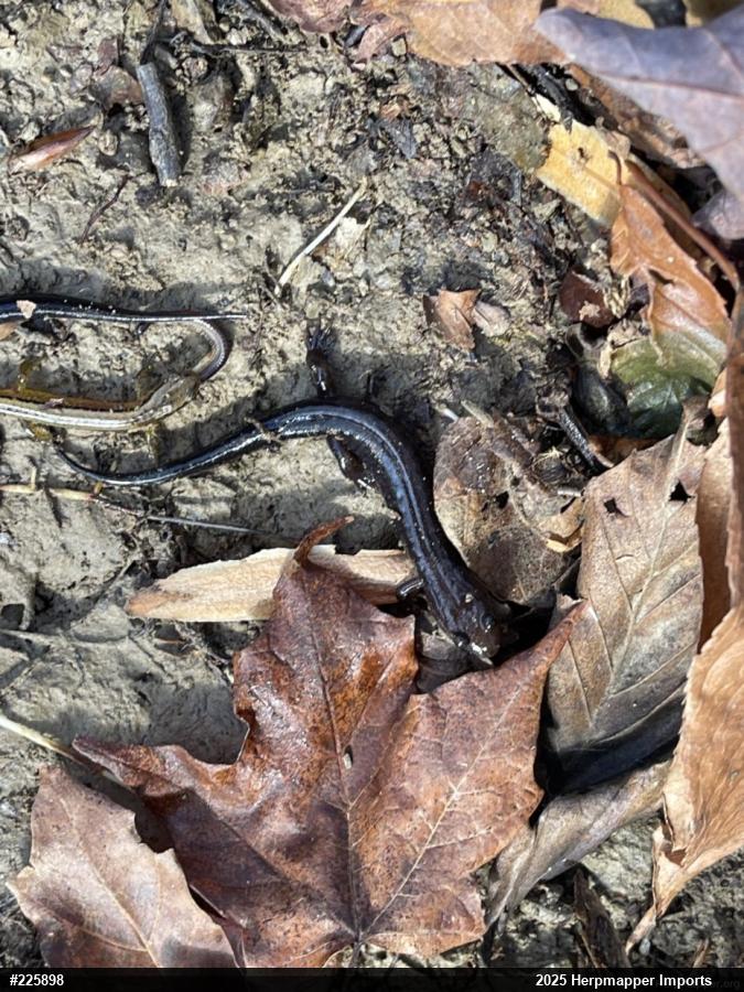 Allegheny Mountain Dusky Salamander