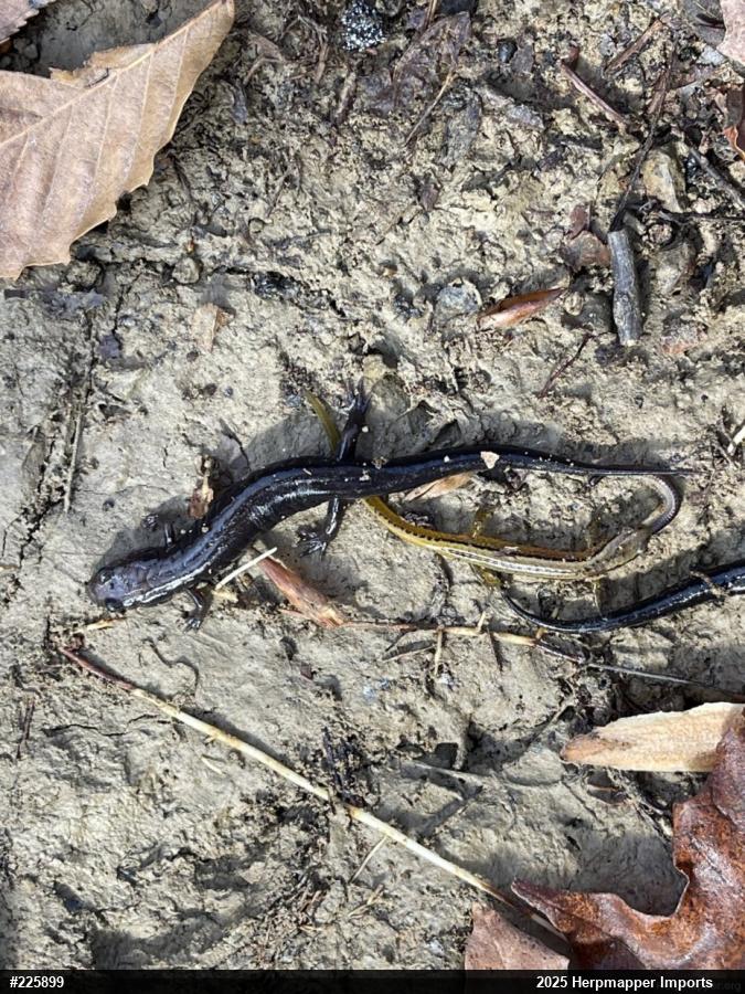 Northern Two-lined Salamander