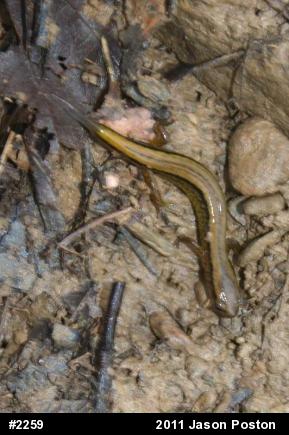 Northern Two-lined Salamander