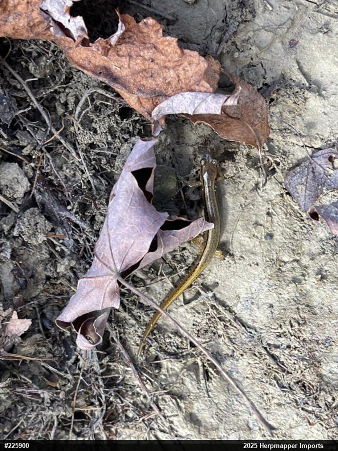 Northern Two-lined Salamander