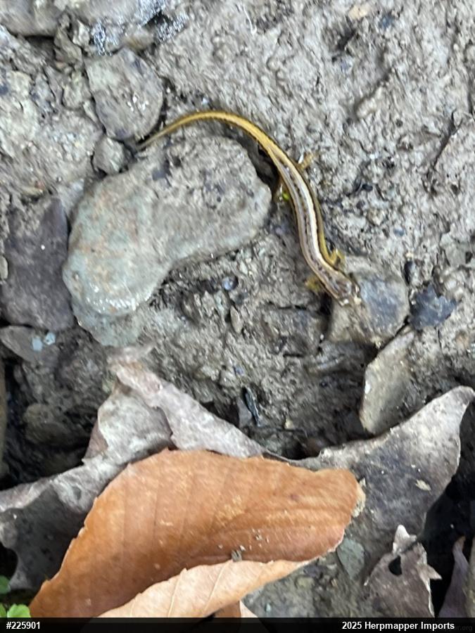 Northern Two-lined Salamander