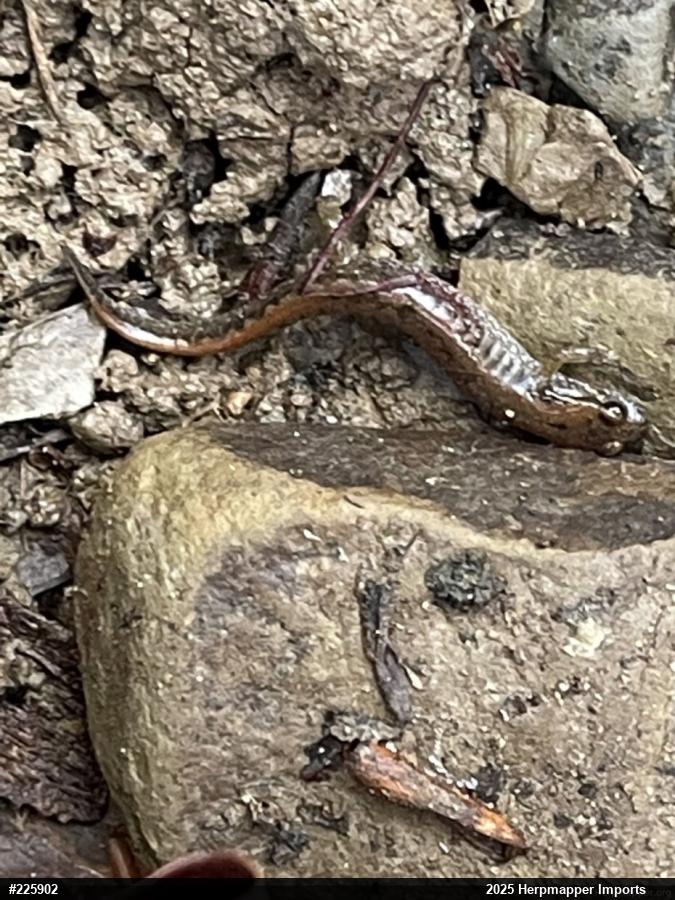 Northern Dusky Salamander