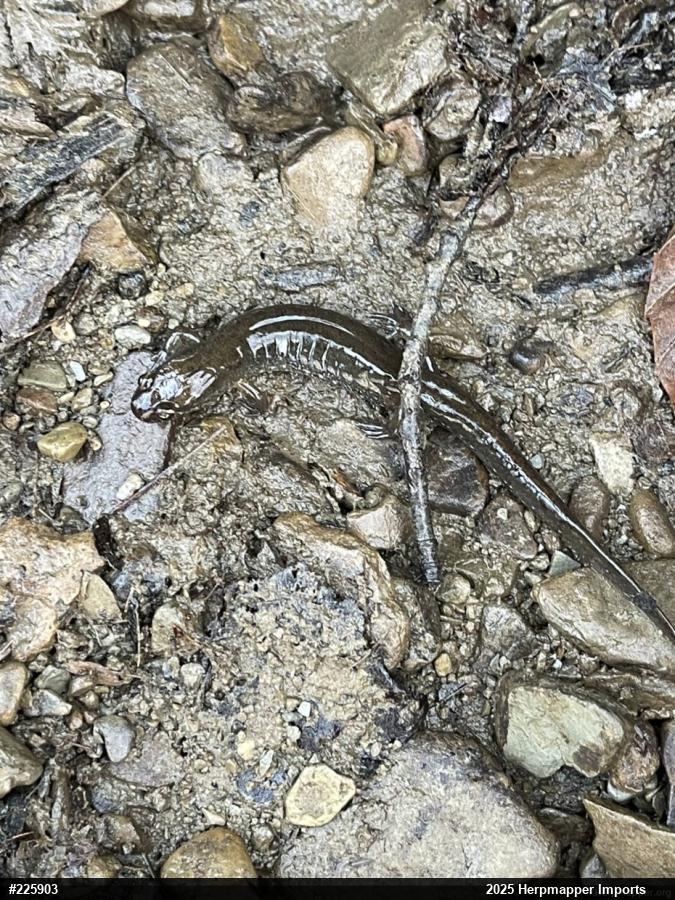 Northern Dusky Salamander