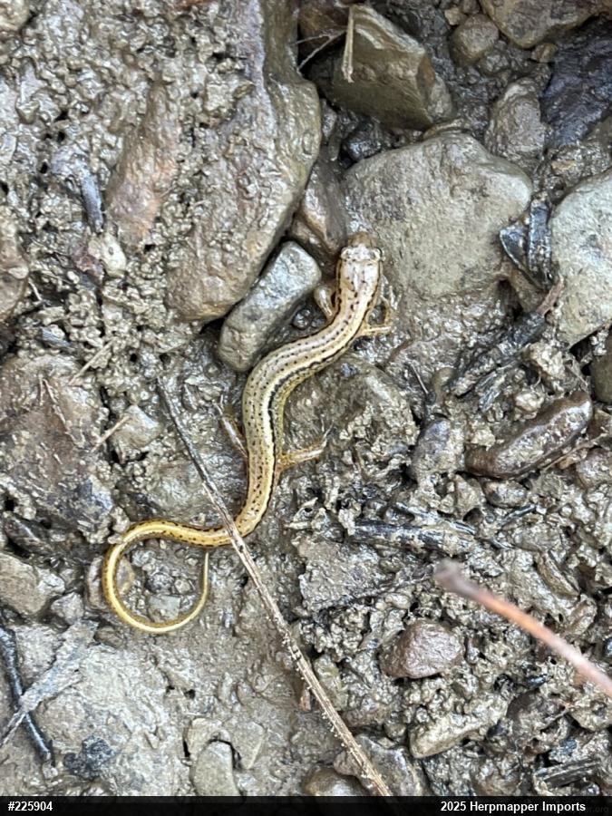 Northern Two-lined Salamander