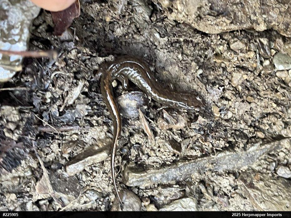 Northern Dusky Salamander