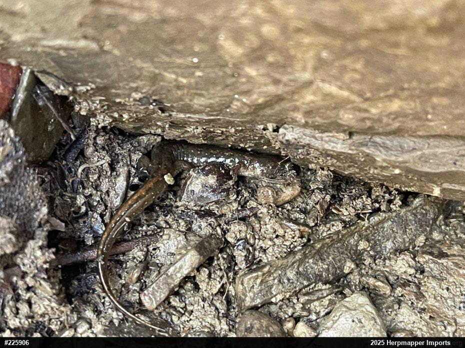 Northern Dusky Salamander
