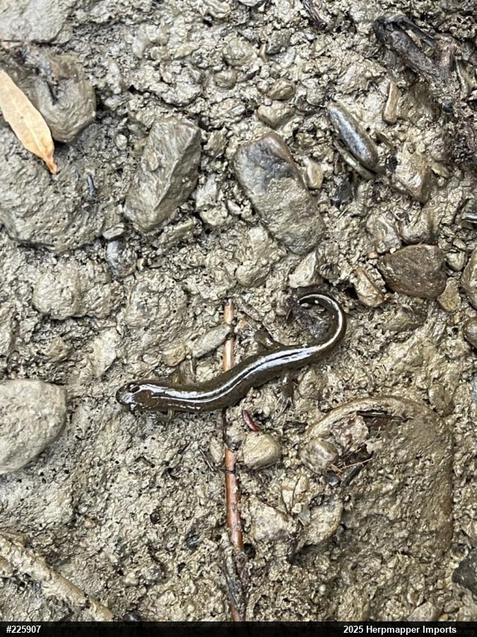 Northern Dusky Salamander