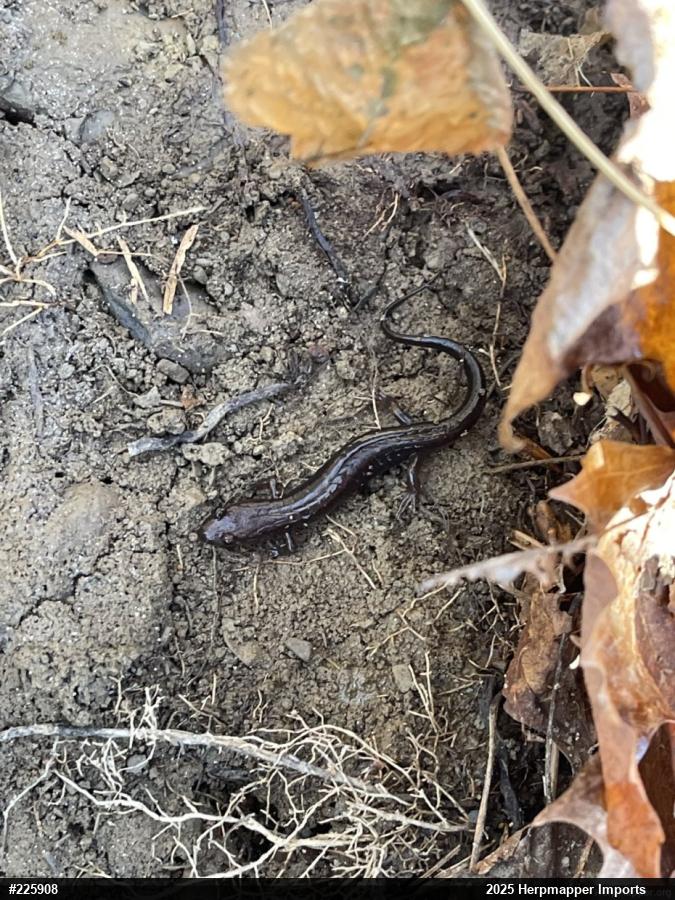 Allegheny Mountain Dusky Salamander