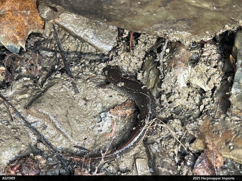 Northern Dusky Salamander