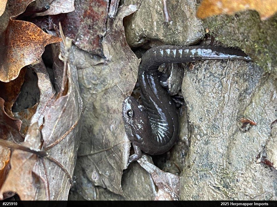 Northern Dusky Salamander