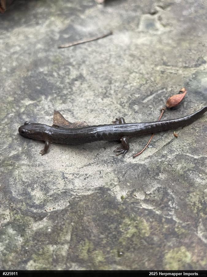 Northern Dusky Salamander