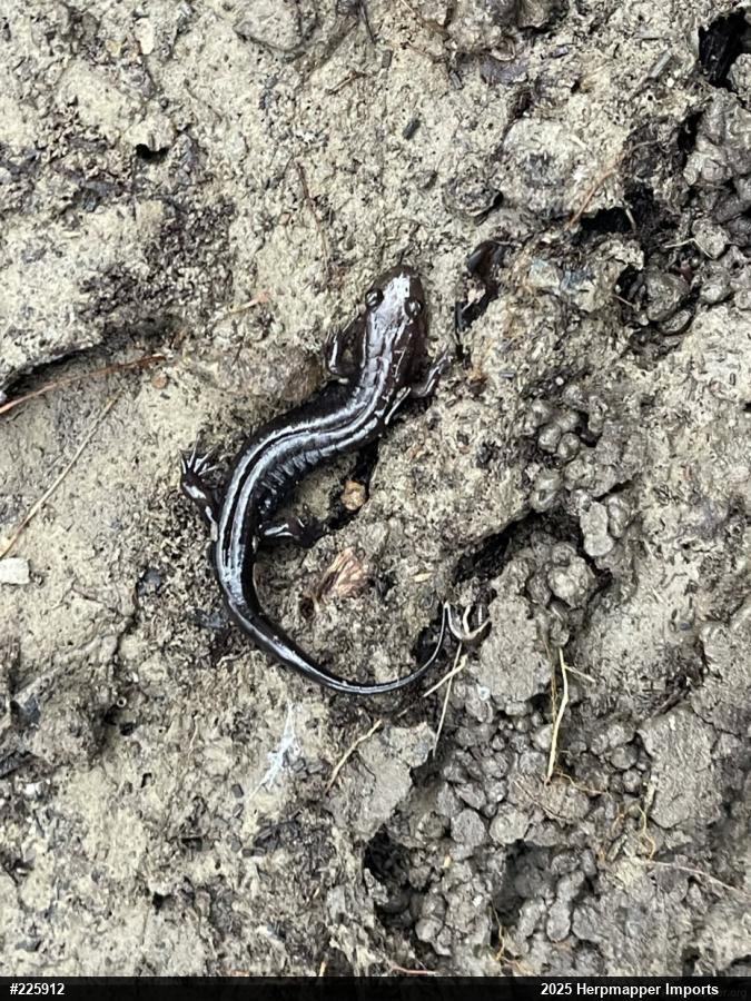 Allegheny Mountain Dusky Salamander