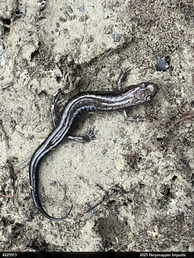 Allegheny Mountain Dusky Salamander