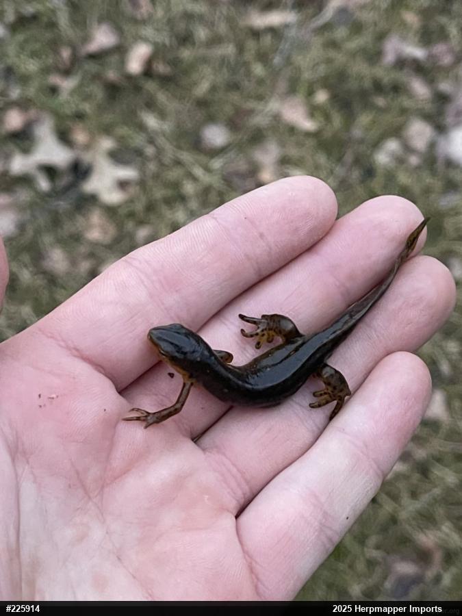 Red-spotted Newt