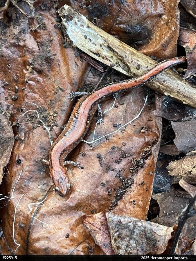Eastern Red-backed  Salamander