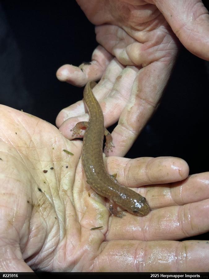 Northern Spring Salamander
