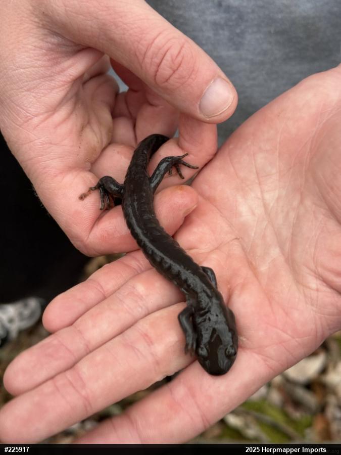 Jefferson Salamander