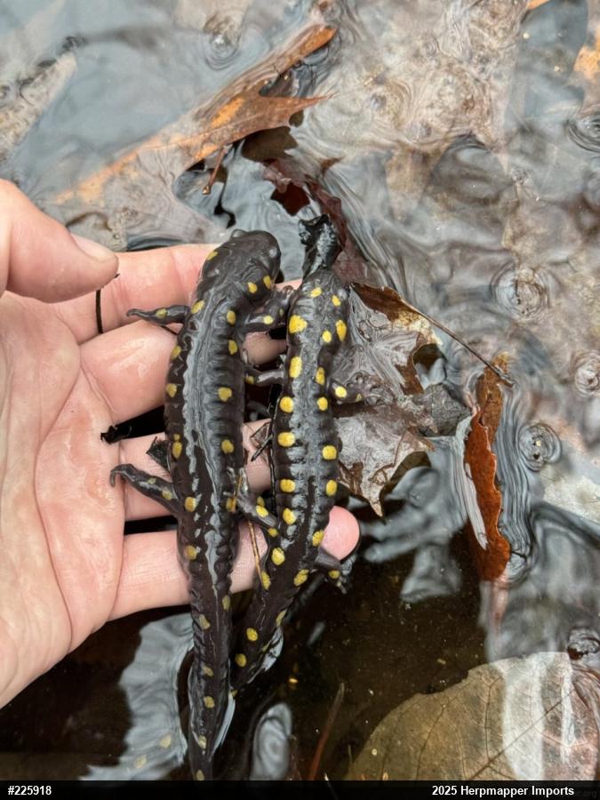 Spotted Salamander
