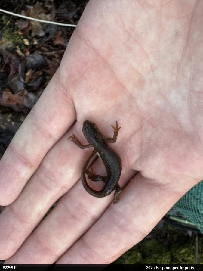 Red-spotted Newt
