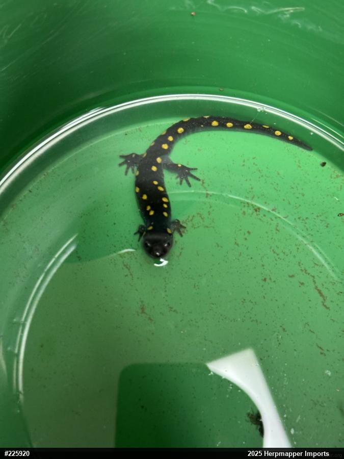 Spotted Salamander