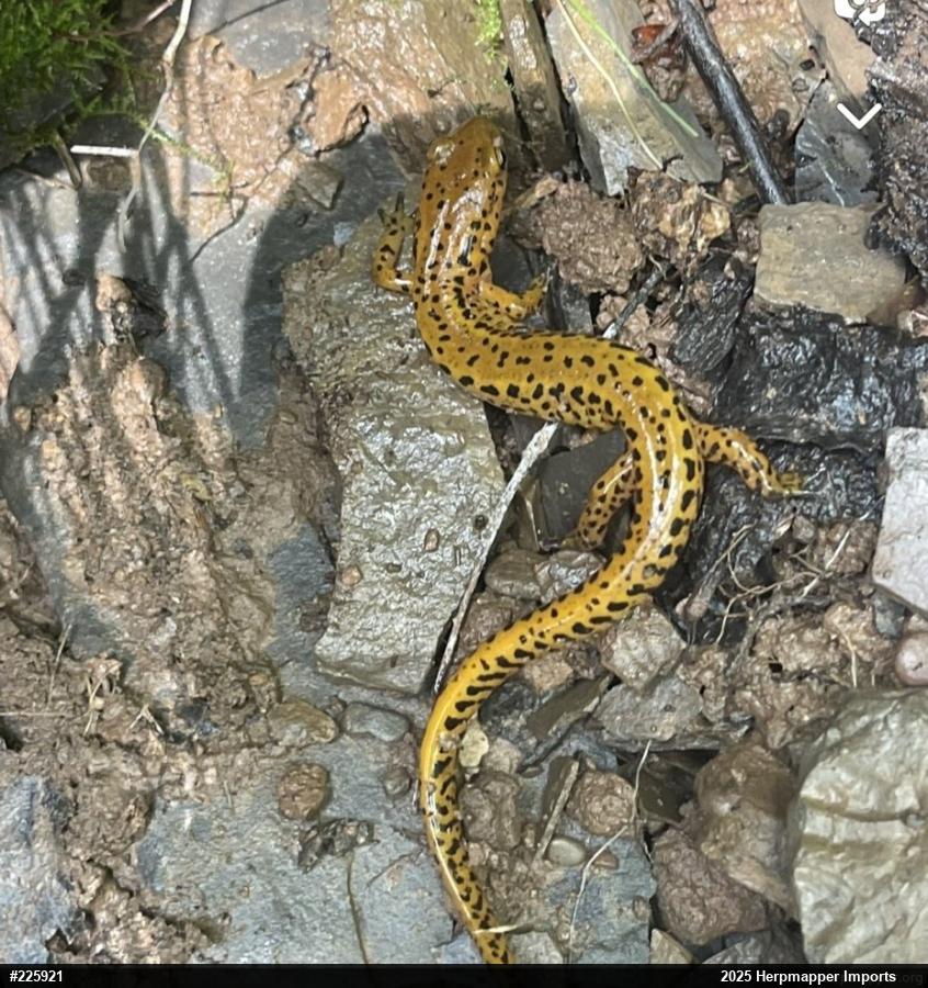 Eastern Long-tailed Salamander