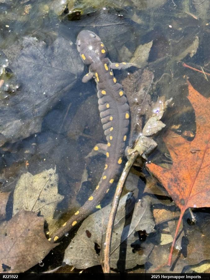 Spotted Salamander