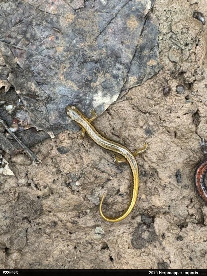 Northern Two-lined Salamander