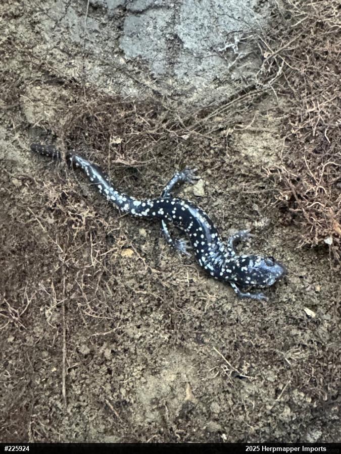 Northern Slimy Salamander