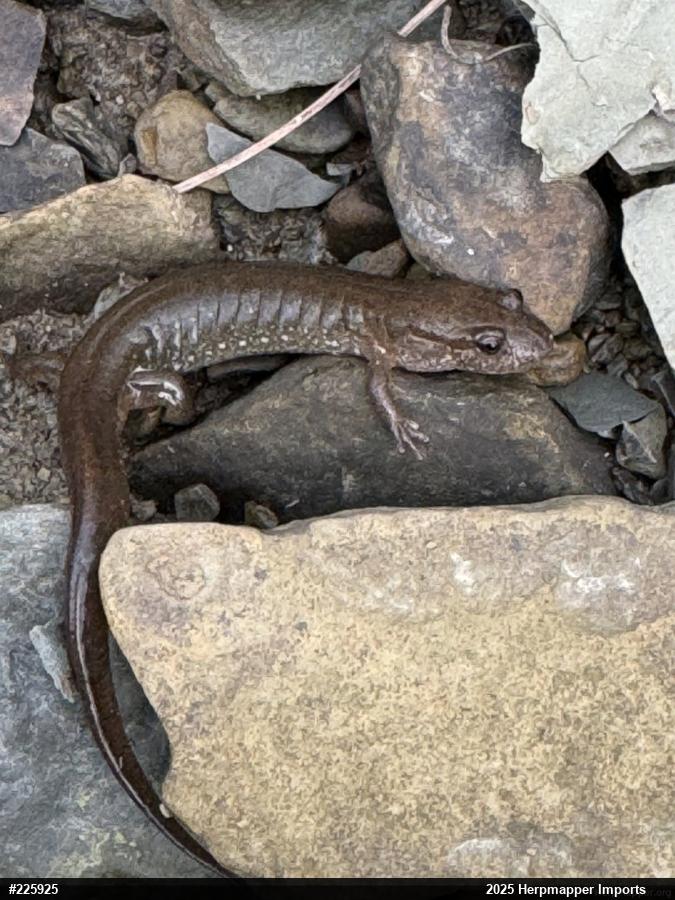 Northern Dusky Salamander