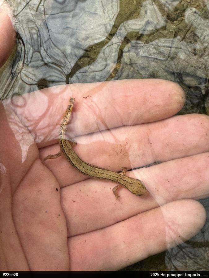 Northern Two-lined Salamander
