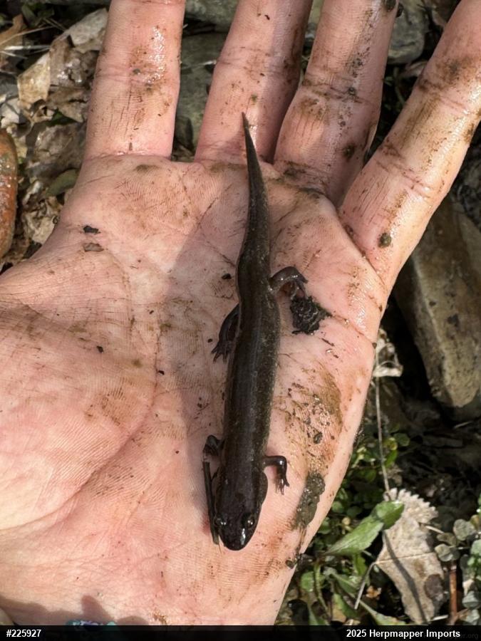Northern Dusky Salamander
