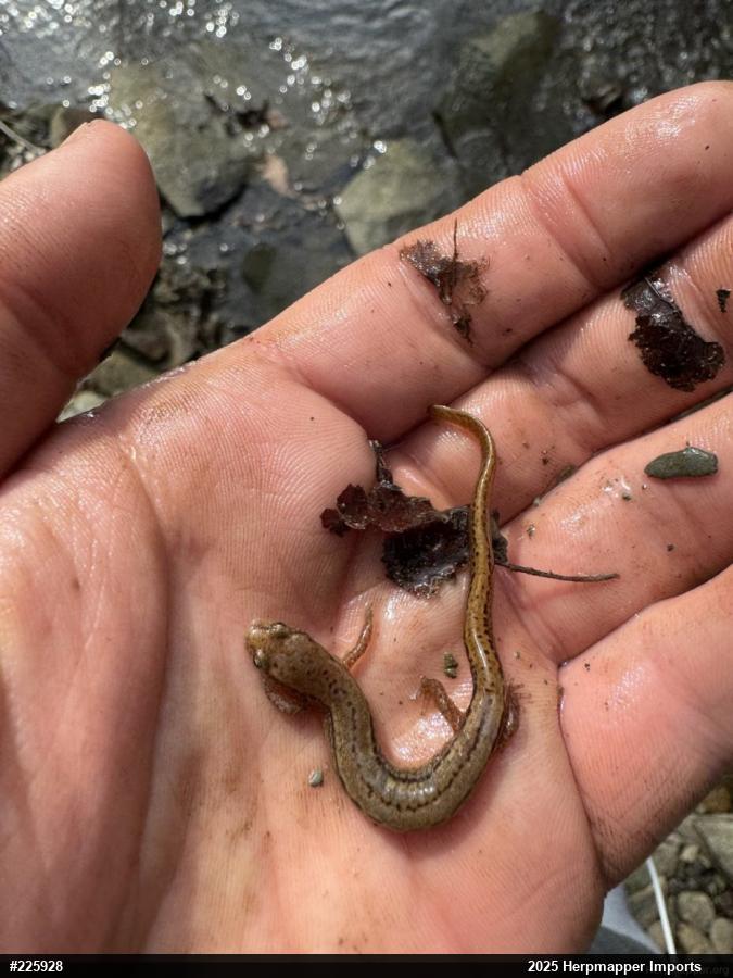 Northern Two-lined Salamander