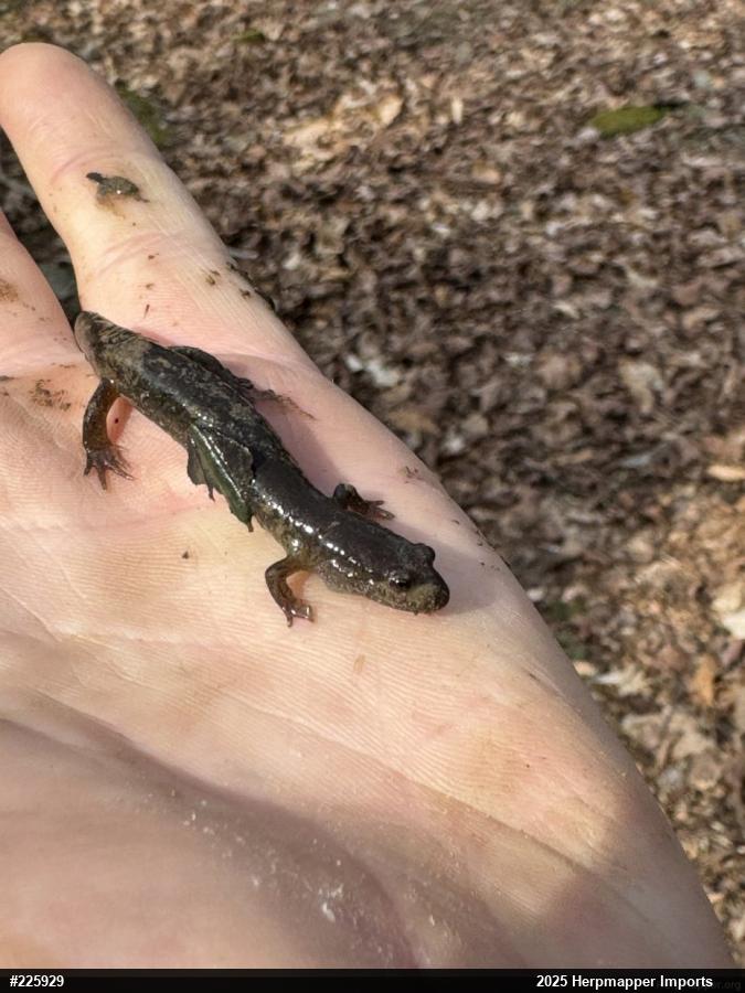 Northern Dusky Salamander