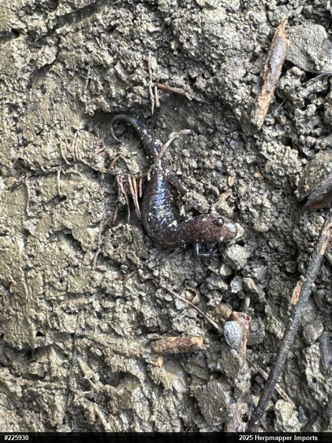 Allegheny Mountain Dusky Salamander