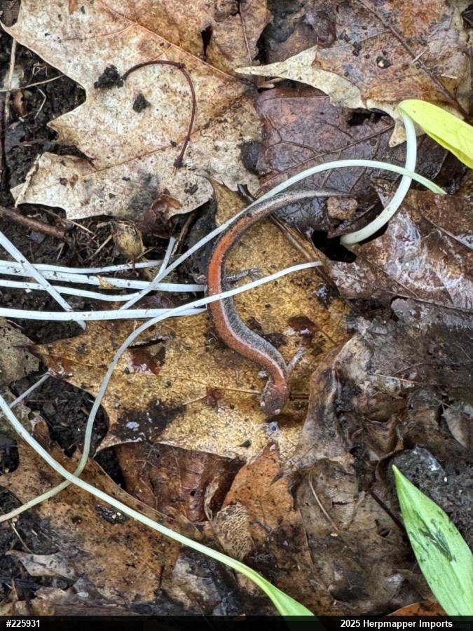 Eastern Red-backed  Salamander