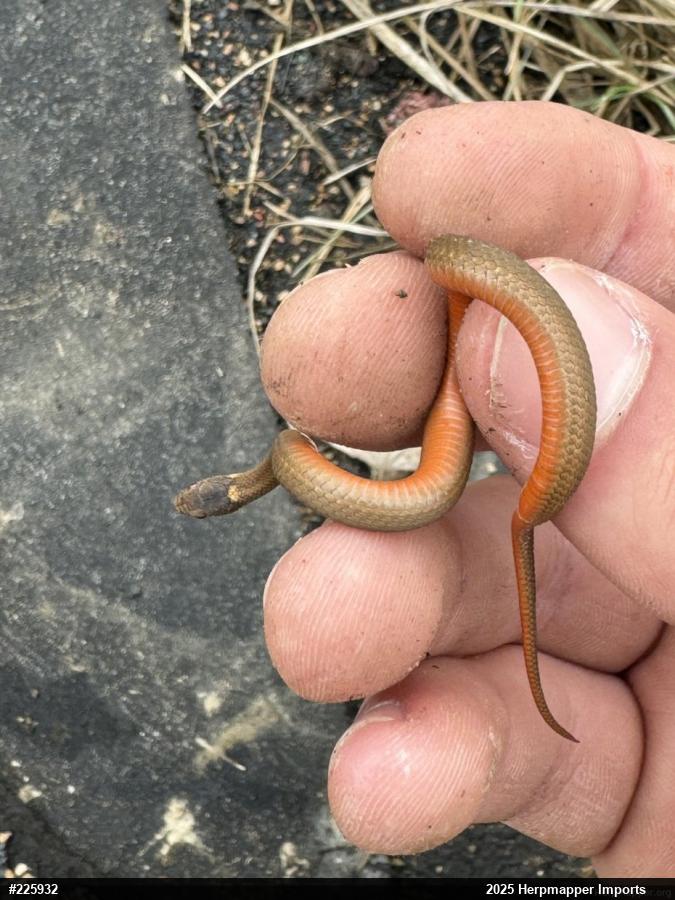 Red-bellied Snake
