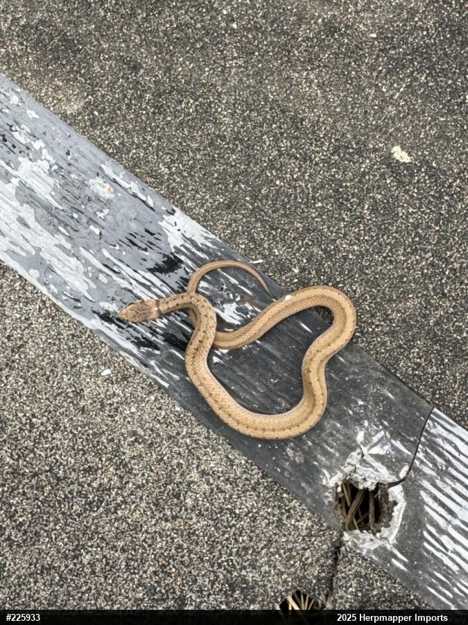 Dekay's Brownsnake