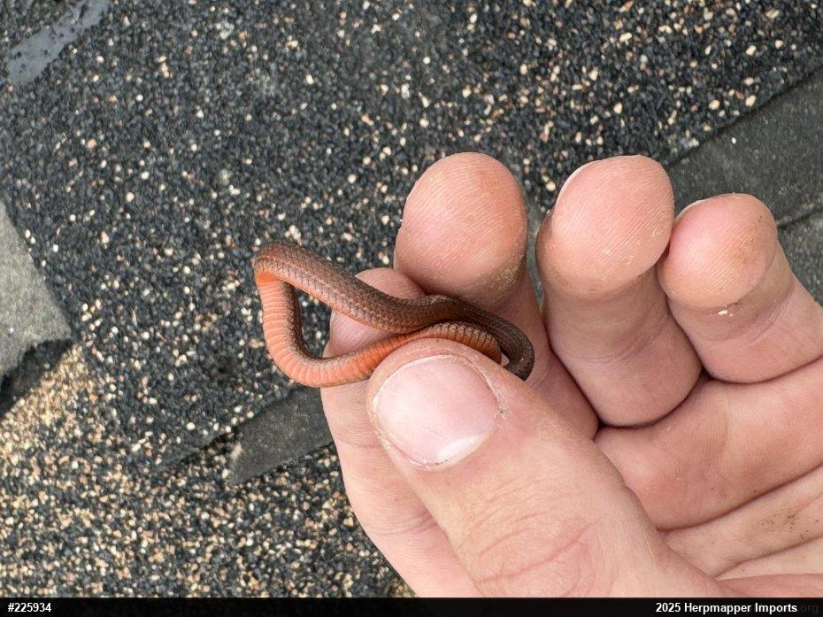 Red-bellied Snake