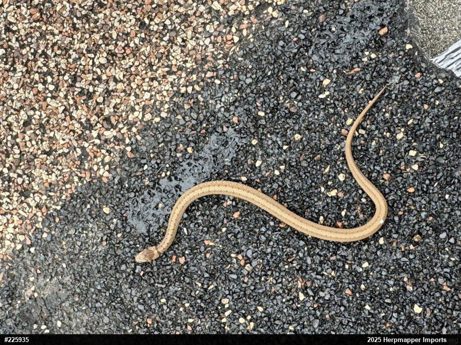 Dekay's Brownsnake