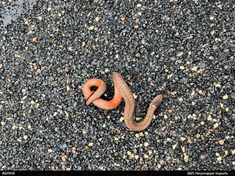 Red-bellied Snake